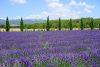 champs de lavande en Provence