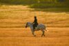 randonnée cheval ancelle