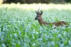 cerf hautes alpes