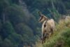 chamois hautes alpes