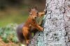 faune hautes alpes