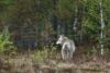 loup hautes alpes