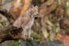 lynx hautes alpes