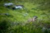 marmotte hautes alpes
